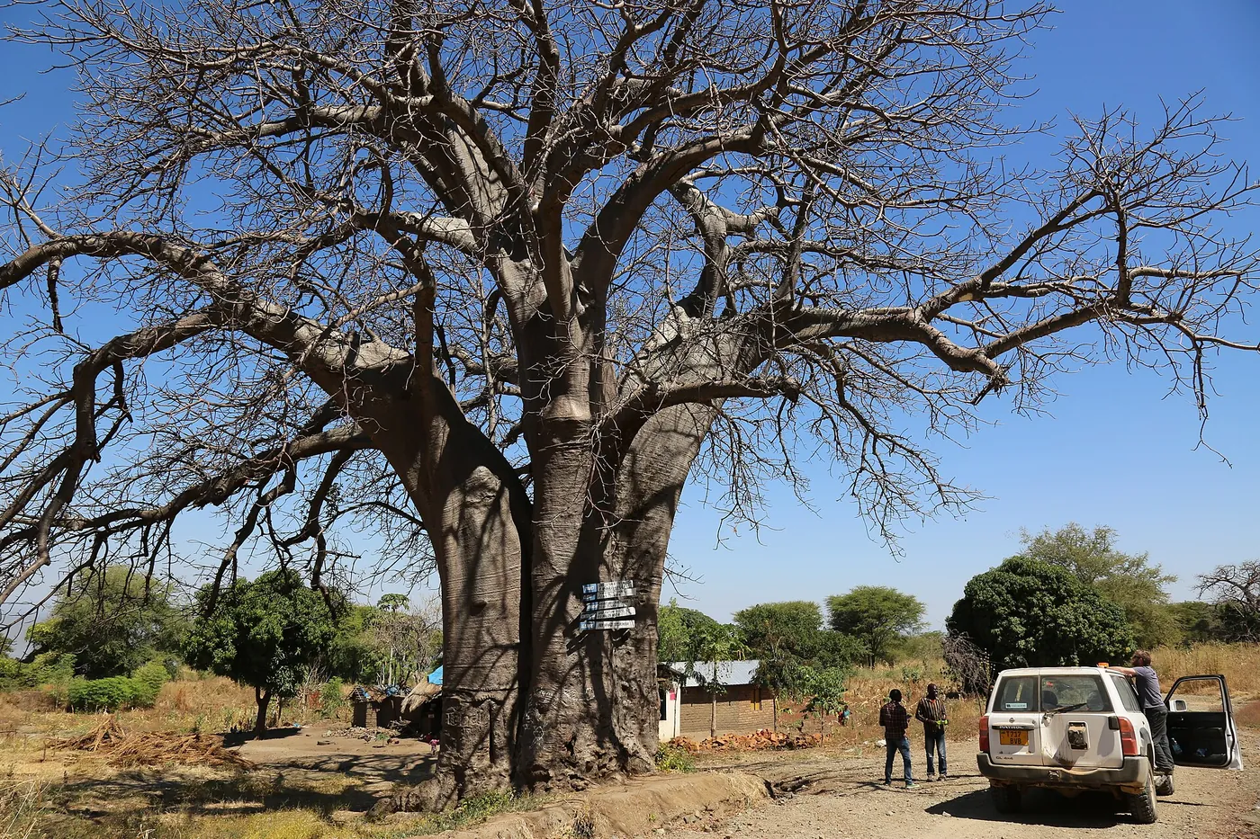 An ancient baobab tree on the savanna