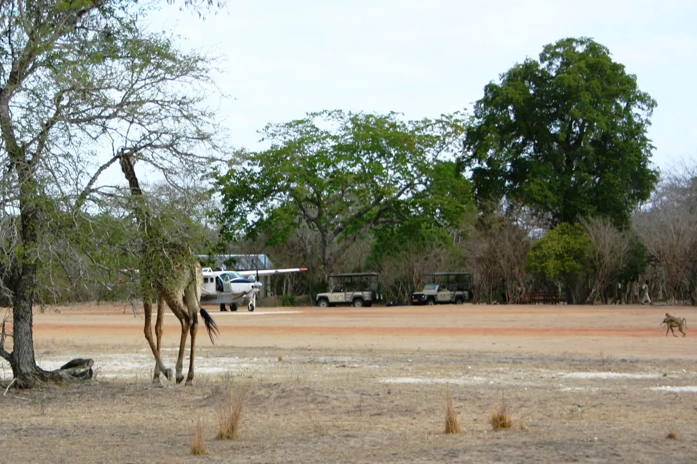 A giraffe crossing in front of a parked safari vehicle