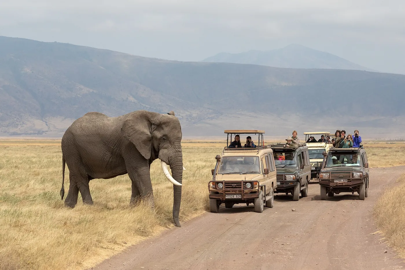 An elephant on the track ahead of a line of vehicles