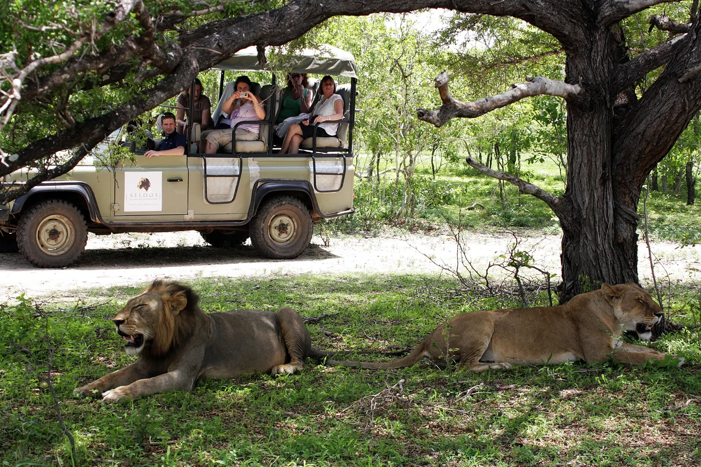 Lions in the shade beside a game-viewing vehicle
