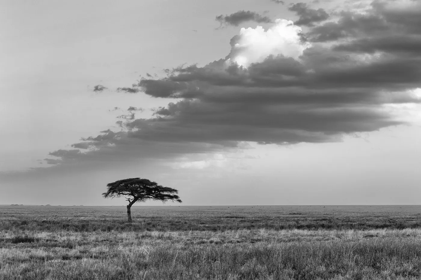Tarangire & Lake Manyara, Northern Circuit