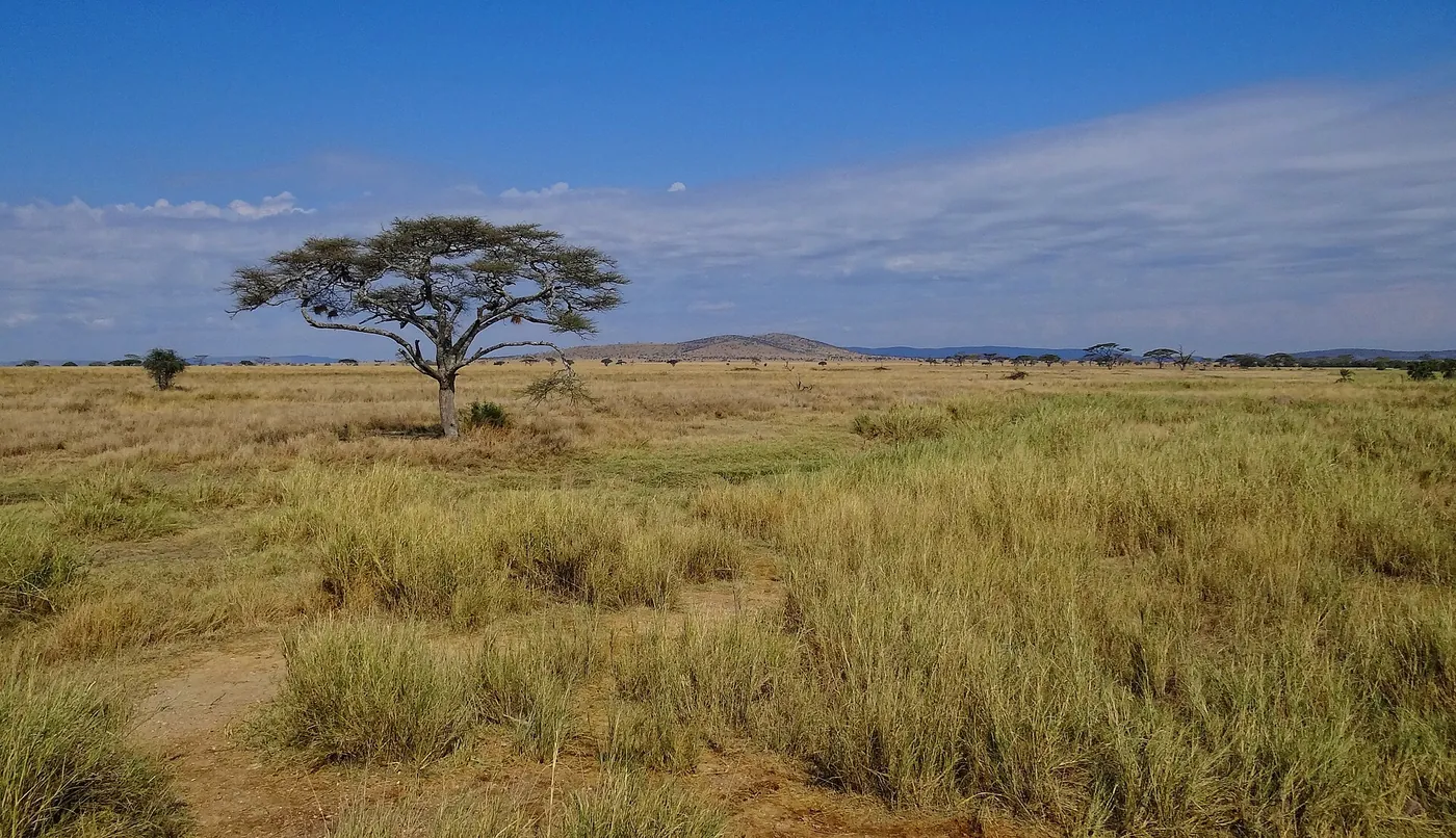 A solitary acacia on golden grassland